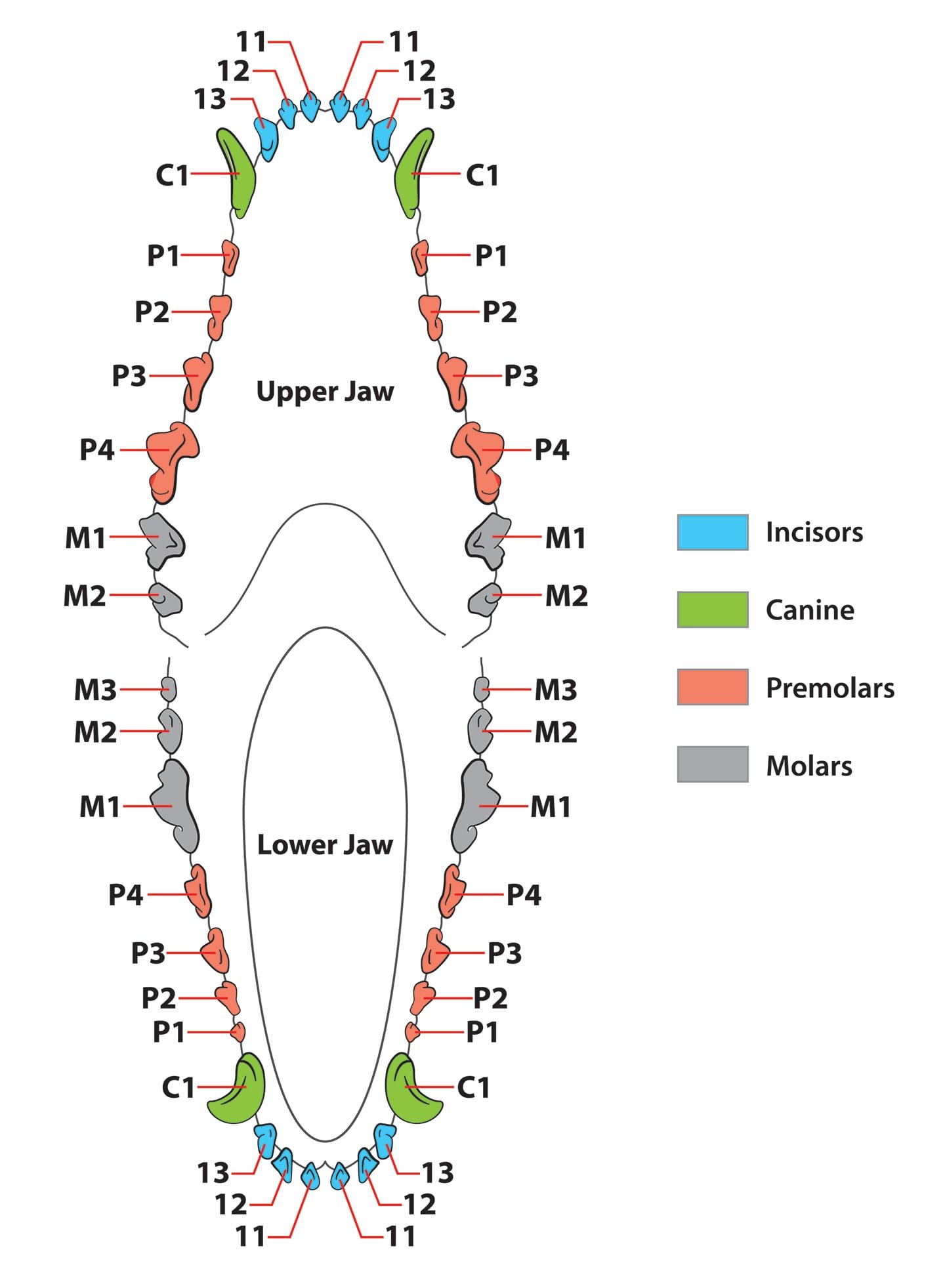 Dog Adult Tooth Count