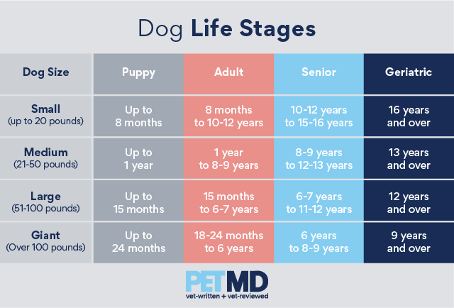 Dog Adulthood Changes
