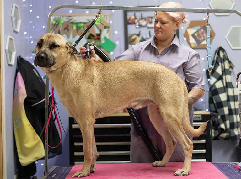 Dog Grooming Anxiety
