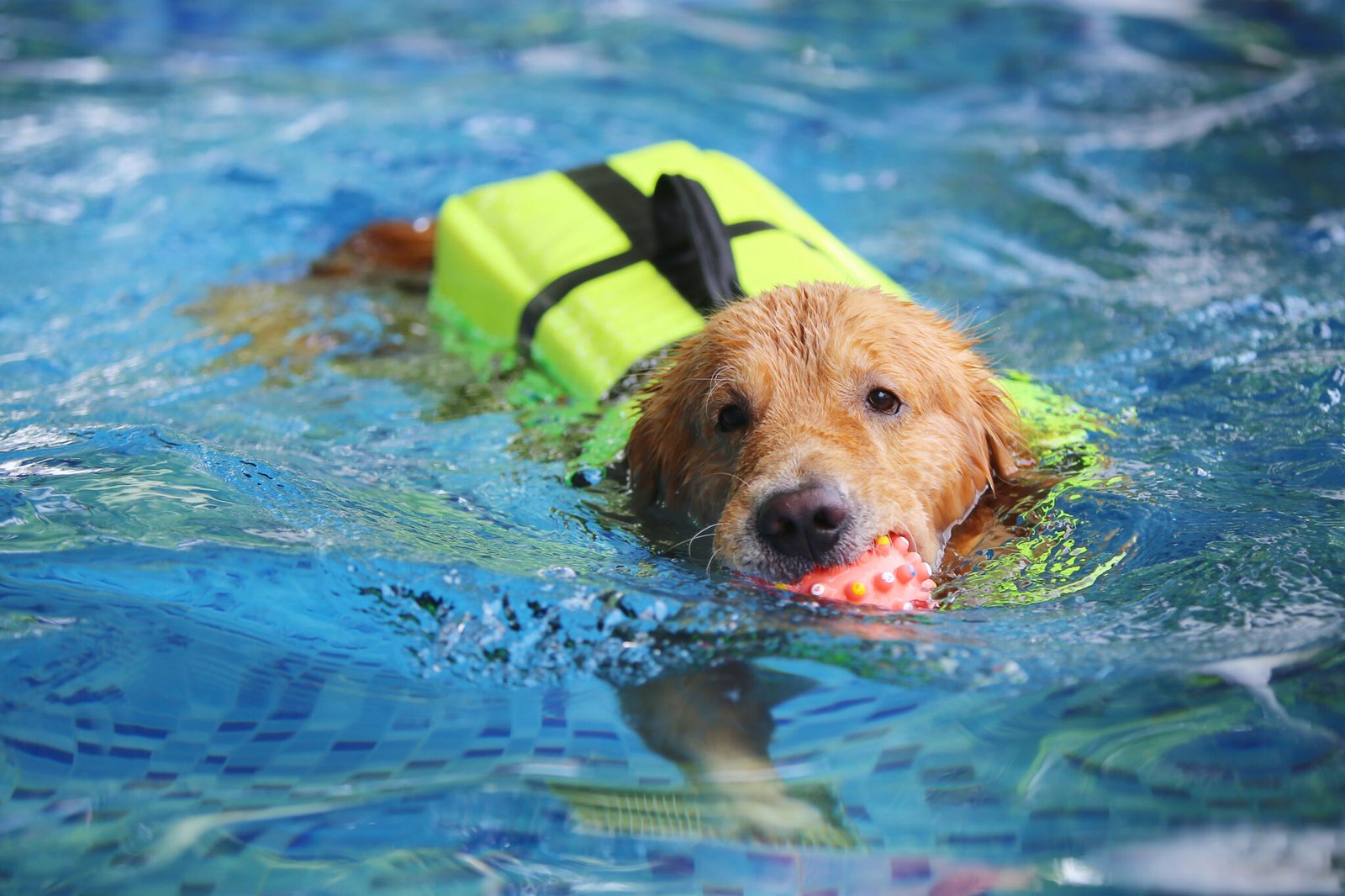Dog Swimming Ability