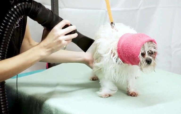 Dog Drying Methods