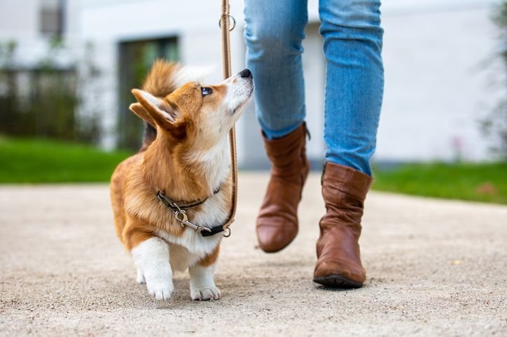 Dog Leash Manners