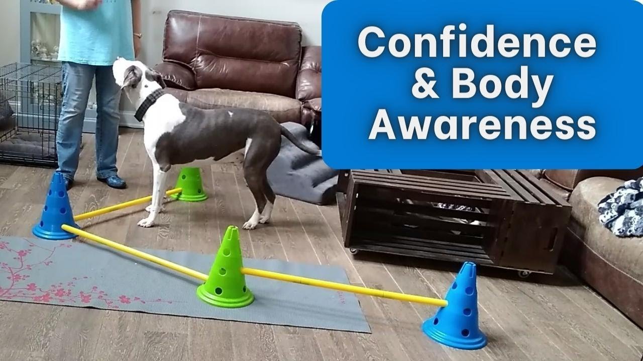 Dog Confidence Building