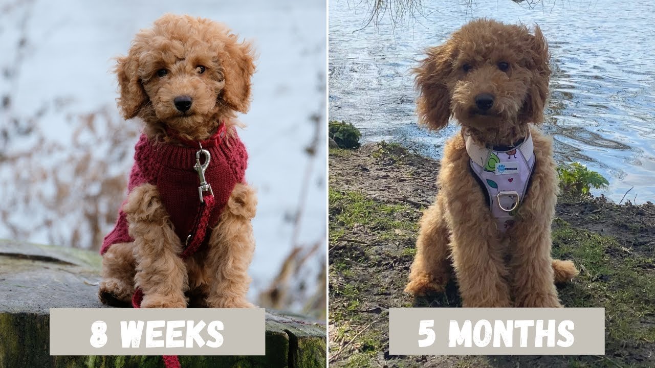 Poodle Puppy Development and Milestones