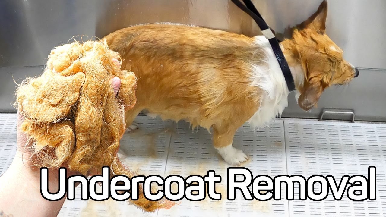 Dog Undercoat Removal
