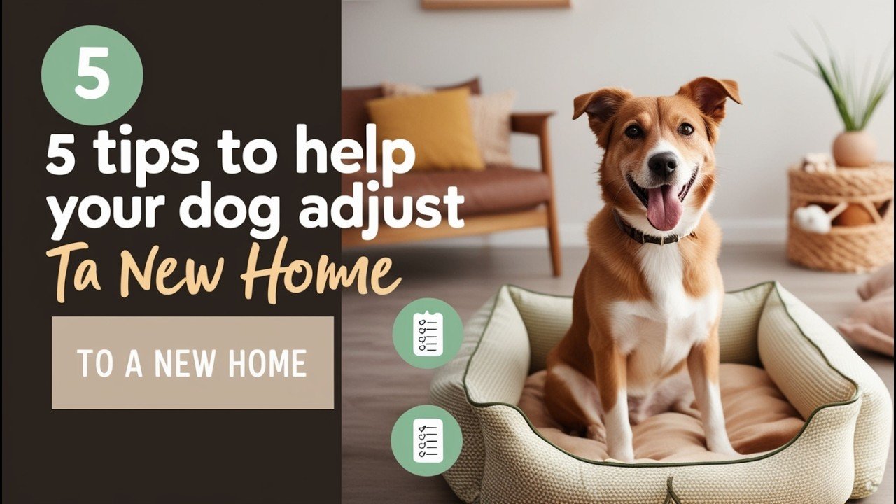 Dog Home Adjustment