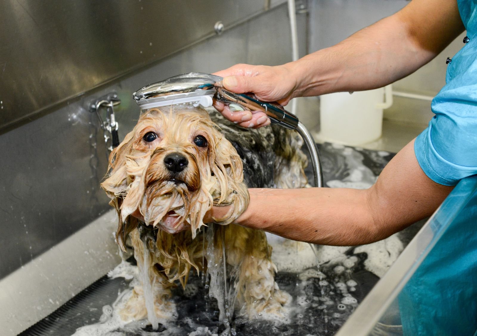 Dog Grooming Desensitization