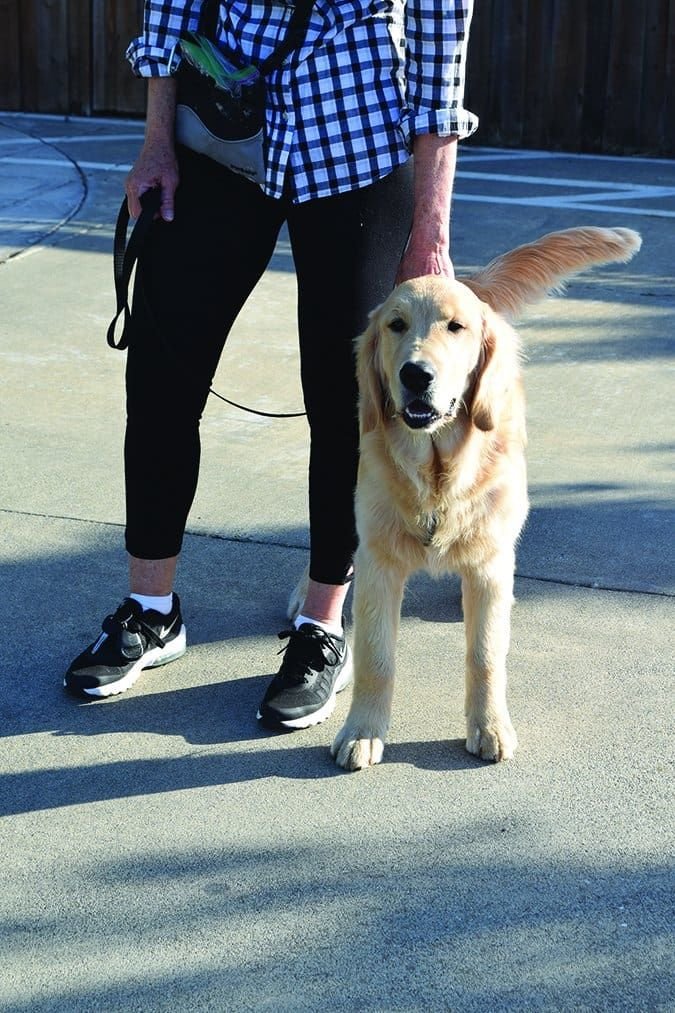 Dog Visitor Manners
