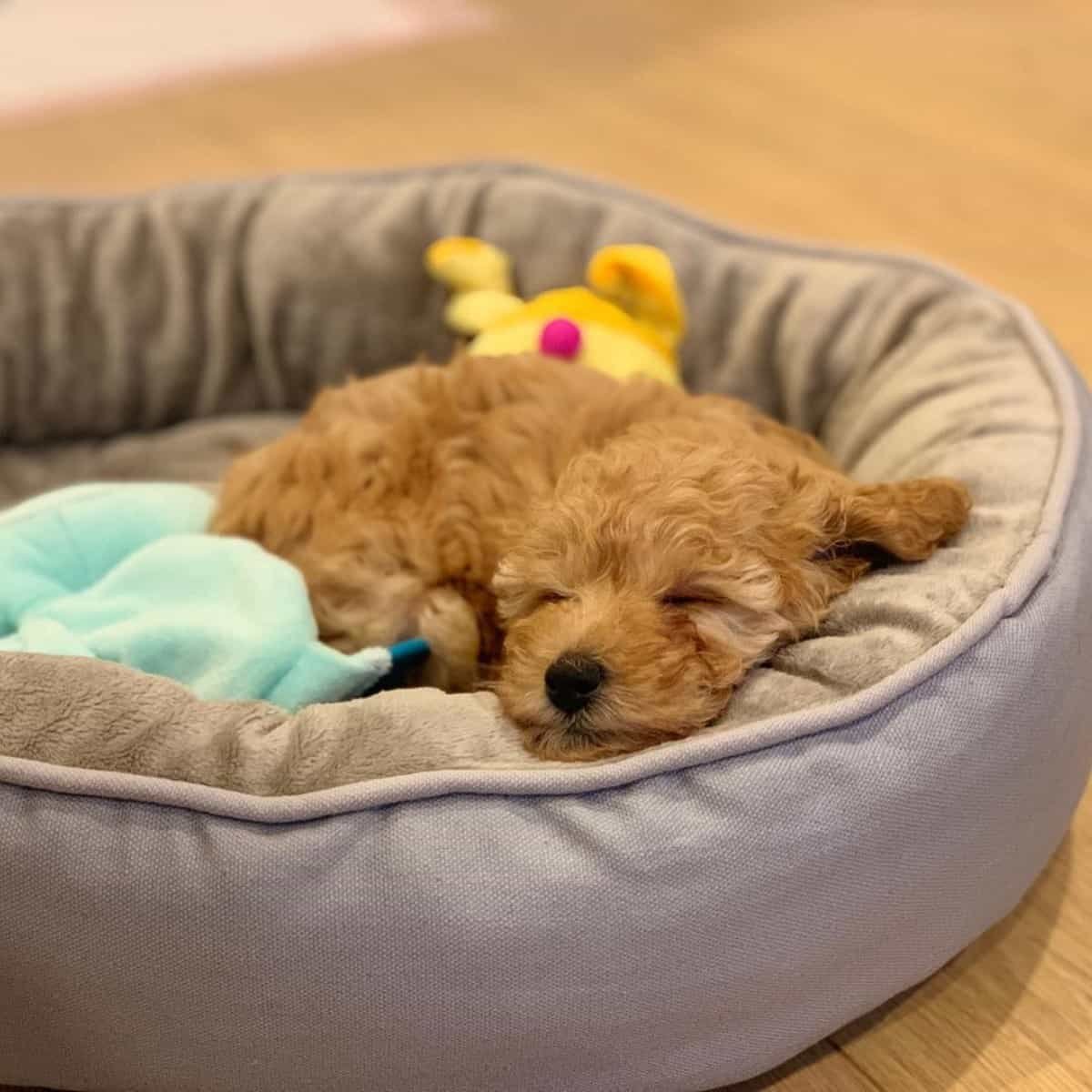 Poodle Puppy Feeding Sleep and Teething