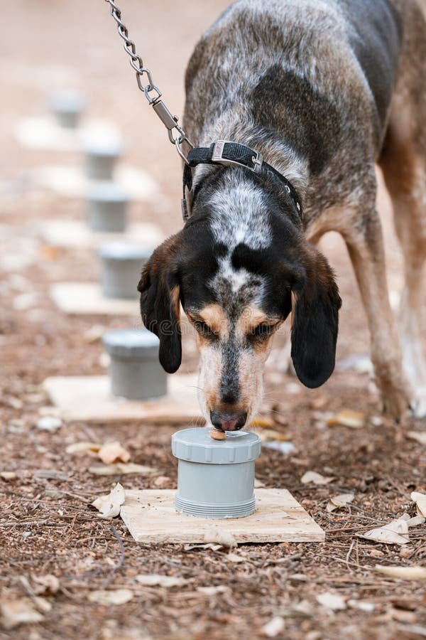 Dog Nose Work