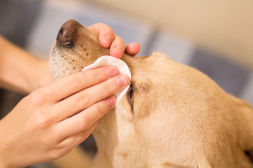 Dog Facial Cleaning