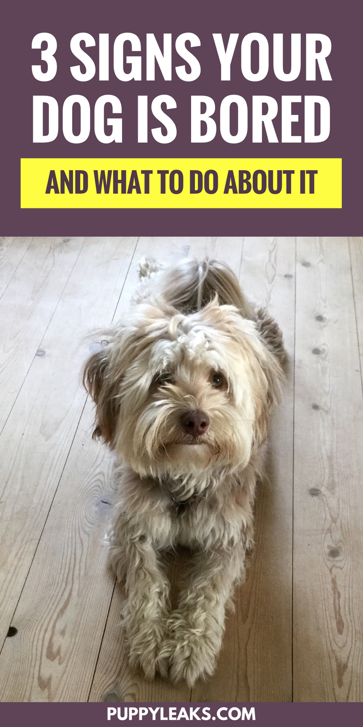 Dog Boredom Indicators