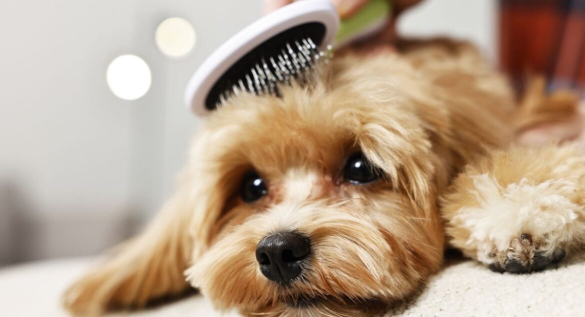 Dog Brushing Technique